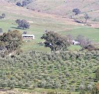Wymah Organic Olives and Lambs - Accommodation in Brisbane