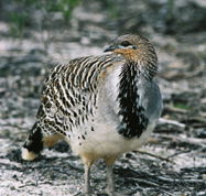 Yongergnow Australian Malleefowl Centre - Accommodation in Brisbane