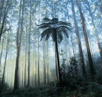 Yarra Ranges National Park - Accommodation in Brisbane