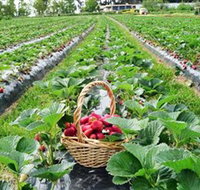 Blue Hills Berries  Cherries - Accommodation in Brisbane