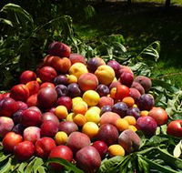 Rayner's Orchard - Accommodation in Brisbane