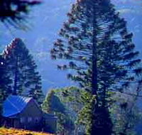 Bunya Mountains National Park - Accommodation in Brisbane