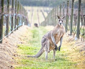 Yabby Lake Vineyard & Cellar Door - Accommodation in Brisbane 8