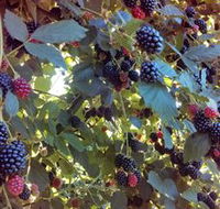 Gunnadoo Berries - Accommodation in Brisbane
