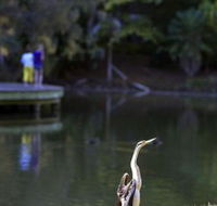 Birdwatching in the South Burnett - Accommodation in Brisbane