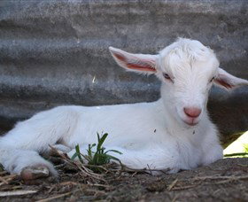 Jannei Artisan Cheese Makers - Accommodation in Brisbane 1