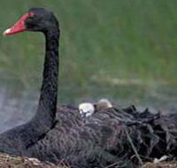 French Island Marine National Park - Accommodation in Brisbane