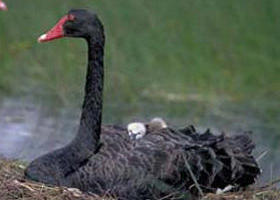 French Island Marine National Park - Accommodation in Brisbane 0