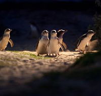 Phillip Island Nature Parks - Accommodation in Brisbane