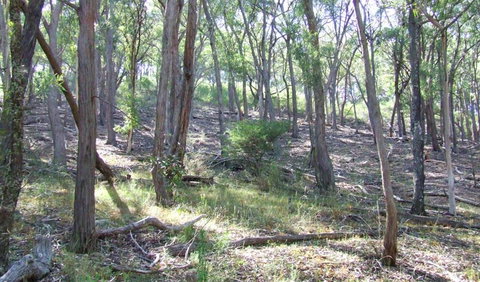 Burning Mountain Nature Reserve - Accommodation in Brisbane 3