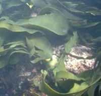 Churchill Island Marine National Park - Accommodation in Brisbane