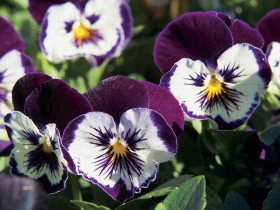 Newtown Park State Rose Garden - Accommodation in Brisbane 0