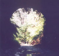 Glow Worm Tunnel - Accommodation in Brisbane