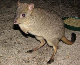 Barna Mia Native Animal Sanctuary - Accommodation in Brisbane 1