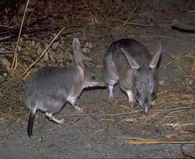 Barna Mia Native Animal Sanctuary - Accommodation in Brisbane 2