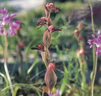 Carnamah-Eneabba Wildflower Drive - Accommodation in Brisbane