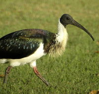 Toowoomba Water Bird Habitat - Accommodation in Brisbane