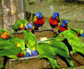 Canberra Walk In Aviary - Accommodation in Brisbane 1