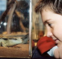 Canberra Reptile Zoo - Accommodation in Brisbane