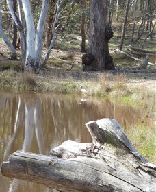 Mulligans Flat - Accommodation in Brisbane 0
