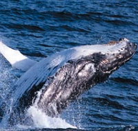 Sydney Eco Whale Watching - Accommodation in Brisbane
