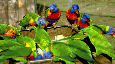 Canberra Walk In Aviary - Accommodation in Brisbane 4