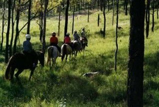 Hunter Valley Horse Riding And Adventures - Accommodation in Brisbane 0