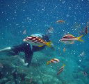 Imagine Cruises - Accommodation in Brisbane
