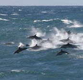 Tamboi Queen Cruises - Accommodation in Brisbane