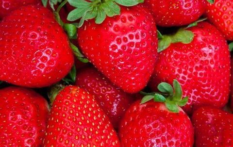 Newcastle City Farmers Markets - Accommodation in Brisbane 2