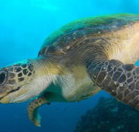 Byron Bay Dive Centre - Accommodation in Brisbane