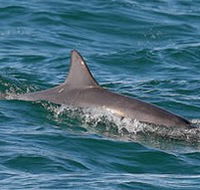 Byron Bay Dolphin Wildlife Tours - Accommodation in Brisbane