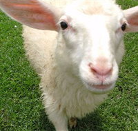 Golden Ridge Animal Farm - Accommodation in Brisbane