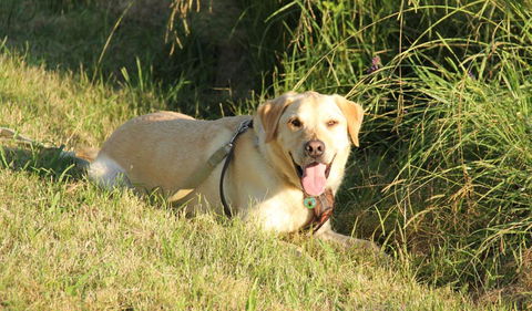 Rouse Hill Regional Park - Accommodation in Brisbane 1