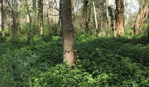 Second Ponds Creek Walk - Accommodation in Brisbane 1