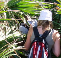 Palm Jungle loop track - Accommodation in Brisbane