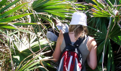 Palm Jungle Loop Track - Accommodation in Brisbane 0