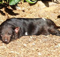 Symbio Wildlife Park - Accommodation in Brisbane