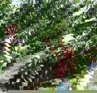 Forest Range Cherries - Accommodation in Brisbane