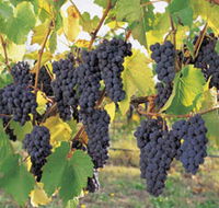 Hills Short Wine and Food Trail - Accommodation in Brisbane
