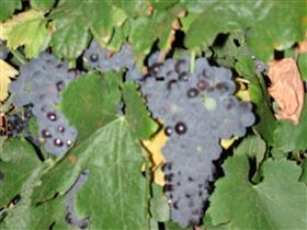 Grancari - Accommodation in Brisbane 2