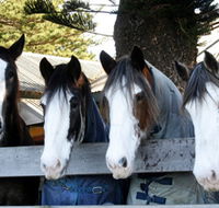 Victor Harbor Horse Drawn Tramway - Accommodation in Brisbane