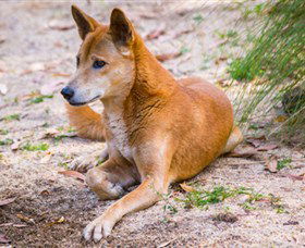 Territory Wildlife Park - Accommodation in Brisbane 2