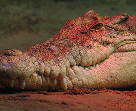 Territory Wildlife Park - Accommodation in Brisbane 3