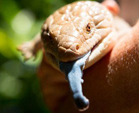 Territory Wildlife Park - Accommodation in Brisbane 5