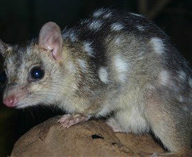 Territory Wildlife Park - Accommodation in Brisbane 6