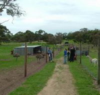Avenue Emus - Accommodation in Brisbane