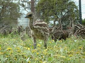 Avenue Emus - Accommodation in Brisbane 1