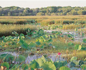 Fogg Dam Conservation Reserve - Accommodation in Brisbane 0