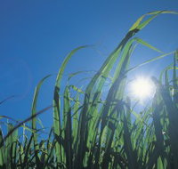Australian Sugar Industry Museum - Accommodation in Brisbane